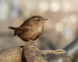 Eurasian Wren sitting on a tree log