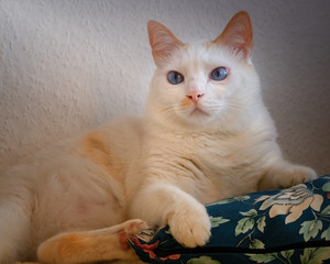 Blue-eyed cat resting on a blue pillow