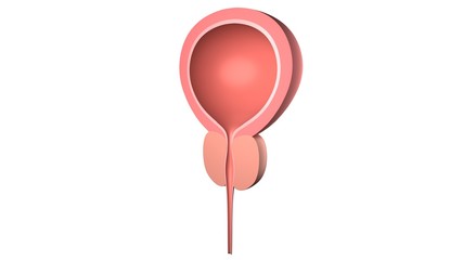 Human bladder with a prostate.  Isolated on white. 3D-rendering.