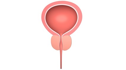 Human bladder with a prostate.  Isolated on white. 3D-rendering.