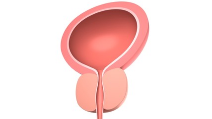 Human bladder with a prostate.  Isolated on white. 3D-rendering.