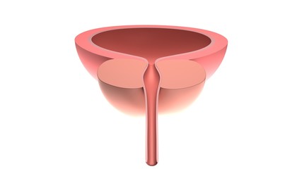 Human bladder with a prostate.  Isolated on white. 3D-rendering.