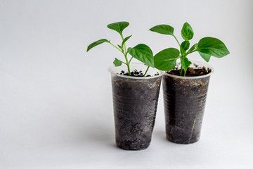 Young seedlings on a white background. seedlings ready for planting. the germs of life are drawn up