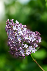 Obraz premium Flowers with five or three petals on a lilac branch, a sign of good luck.
