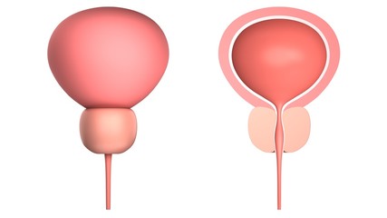 Human bladder with a prostate.  Isolated on white. 3D-rendering.