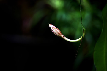 white flower buds that have not bloomed yet white with long white stems sticking down against a black-green background