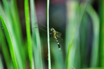 dragonflies perch on the grass