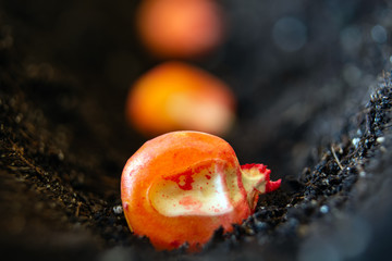 pickled corn seeds sown in rows in the ground
