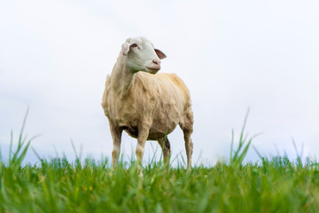 Obraz na płótnie Canvas trimmed sheep stands on a field against a blue sky