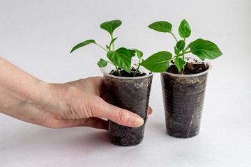 Young seedlings on a white background. seedlings ready for planting, a woman's hand holding a glass