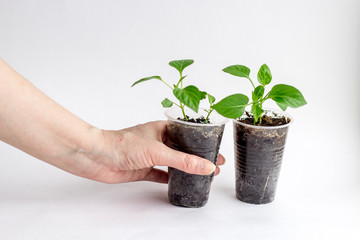 Young seedlings on a white background. seedlings ready for planting, a woman's hand holding a glass