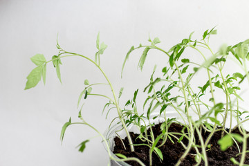 Young seedlings on a white background. seedlings ready for planting. the germs of life are drawn up