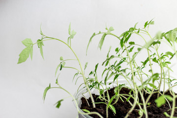 Fototapeta na wymiar Young seedlings on a white background. seedlings ready for planting. the germs of life are drawn up