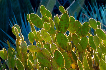 Beautifully Lit Cactus at the Phoenix Desert Botanical Garden