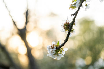 Beautiful tender tree blossom in morning purple sun light, floral background, spring blooming flowers.