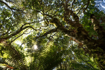 Teto verde de floresta