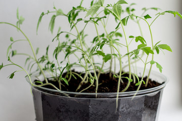 Young seedlings on a white background. seedlings ready for planting. the germs of life are drawn up