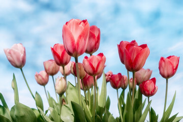 tulip field with cloudy sky