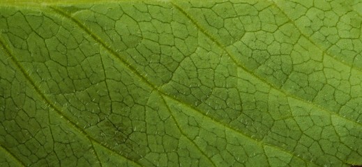 green leaf texture