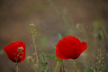 Klatschmohn
