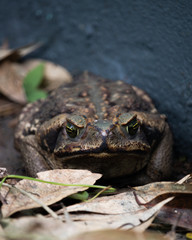 Fototapeta premium frog in the pond
