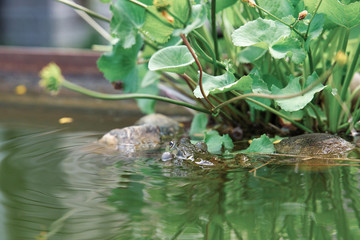 A frog blows up his cheeks to attract female frogs. The frog is swimming in the water of a private pond that has water plants in it.