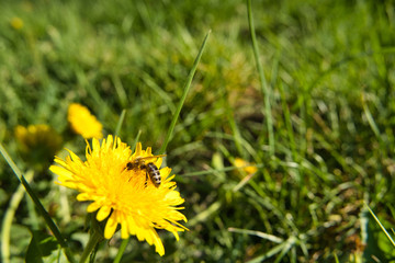 yellow dandelion flower in the grass with a wasp on it.