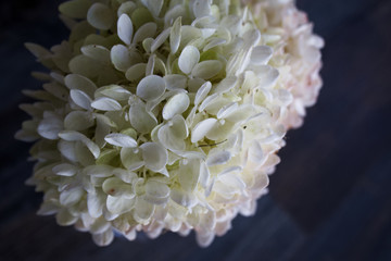 pee gee hydrangea with wooden background and copy space