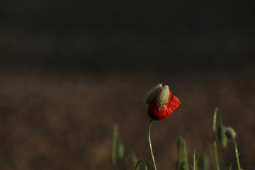 Obraz premium Klatschmohn 