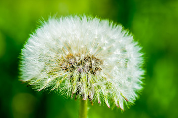 Dandelion seeds waiting for wind to carry them away.