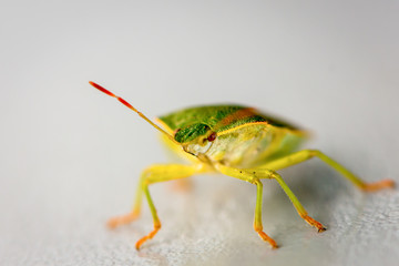 Southeren green stink bug ready to stink your finger.