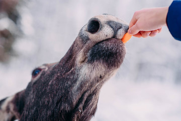 A moose fed from the hand with the carrot