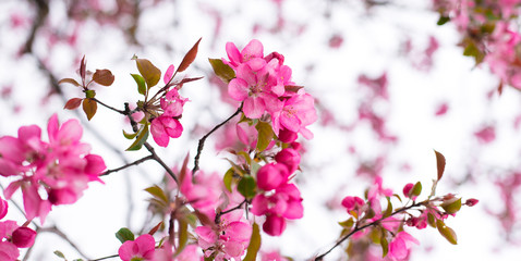 Ornamental apple tree blooming called cooking apple. Spring flowering garden fruit tree. Amazing wallpaper with beautiful closeup of pink Siberian crab apple blossoms