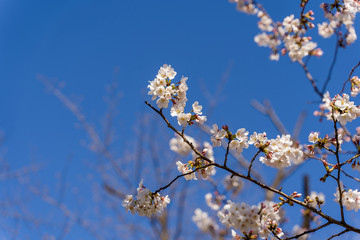 cherry blossom against blue sky