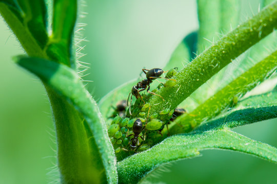 Ants taking care of greenfly that feed on a plant. In return ants feed on aphids sweet excertion.