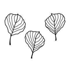 Set of three beautiful leaves on a white background. Hand drawn vector illustration of tree leaves. Isolated objects for your design.

