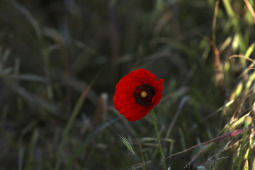 Fototapeta premium Klatschmohn 