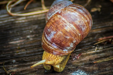 snail on a wooden background
