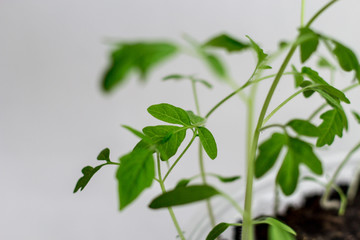 Young seedlings on a white background. seedlings ready for planting. the germs of life are drawn up