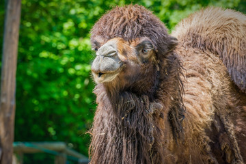 Bactrian camel   in a zoo.