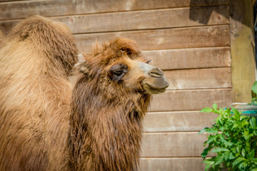 Bactrian camel   in a zoo.