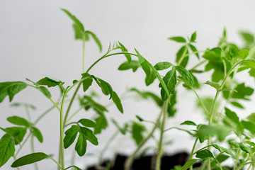 Young seedlings on a white background. seedlings ready for planting. the germs of life are drawn up