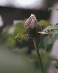 Green bud on a background of leaves close-up