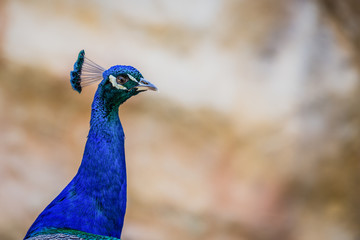 Fototapeta premium Peacock looking for some female.