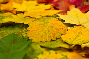 Colorful autumn leaves. Autumn background. The basis for the postcard.