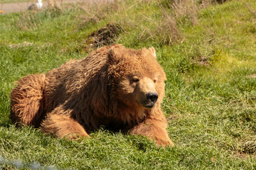 Grizzly bear laying in green grass.
