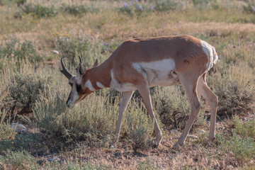 Pronghorn antelope buck feeding on sagebrush