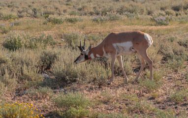 Naklejka na ściany i meble Pronghorn antelope buck feeding on sagebrush