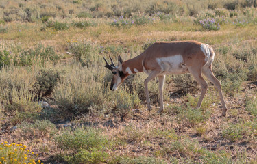 Obraz premium Pronghorn antelope buck feeding on sagebrush