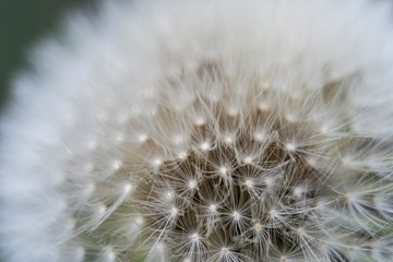Macro view of beautiful dandelion seeds on a green background.